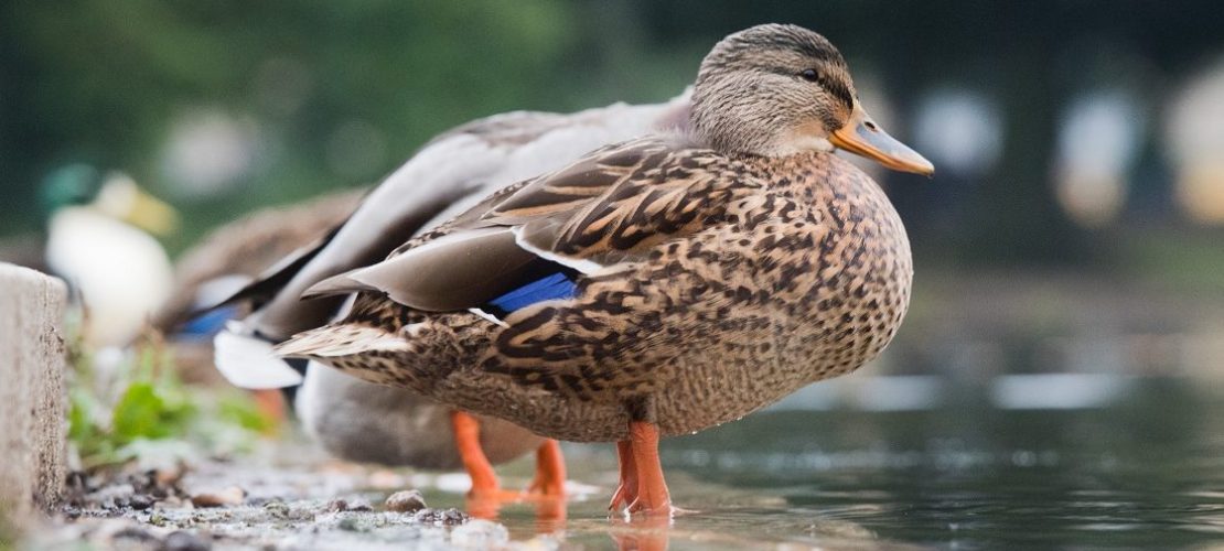 Welche Tiere darf man füttern?