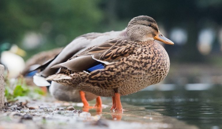 Welche Tiere darf man füttern?