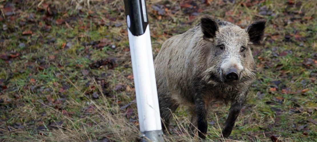 Schweinepest breitet sich aus