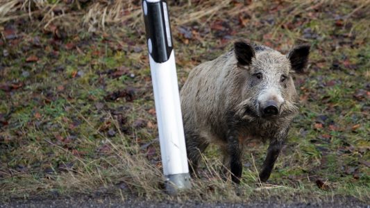 Schweinepest breitet sich aus