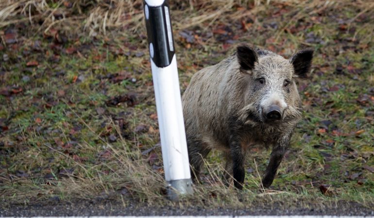Schweinepest breitet sich aus