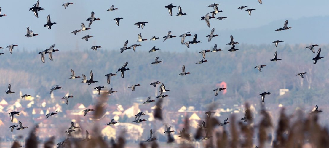 Was ist Vogelgrippe?