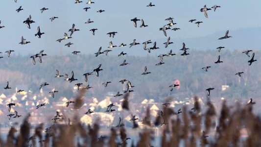 Was ist Vogelgrippe?