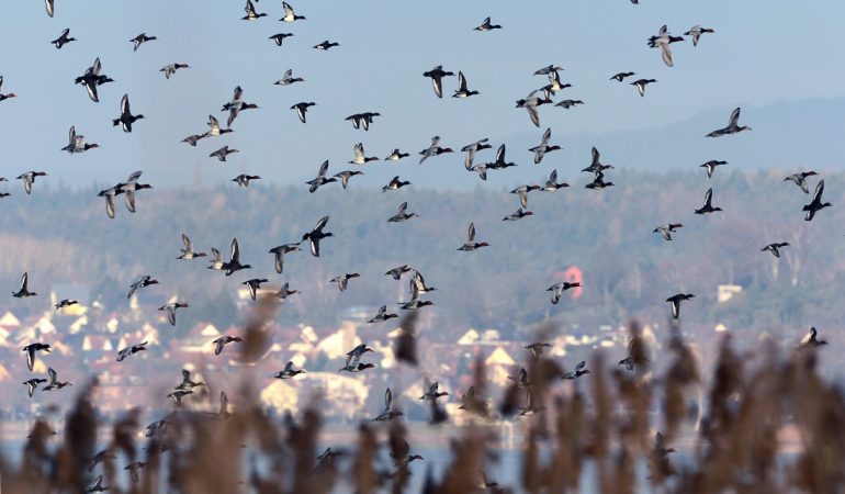 Was ist Vogelgrippe?