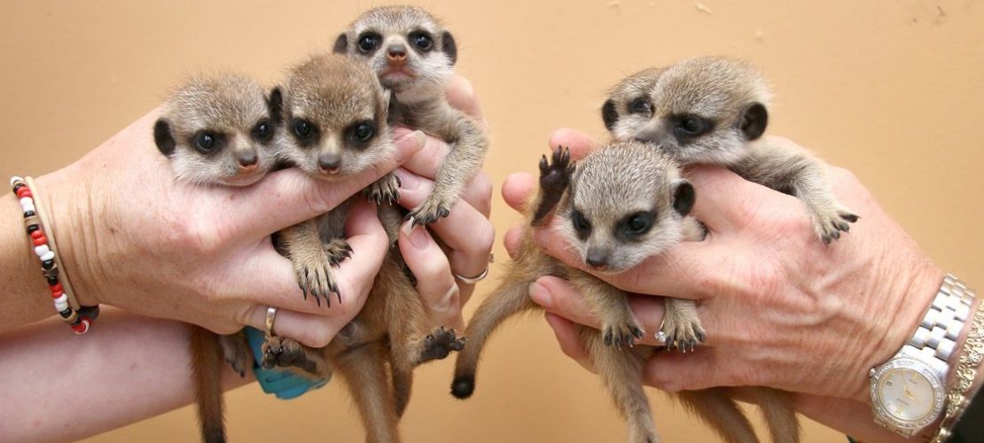 Sechs Babys auf einmal