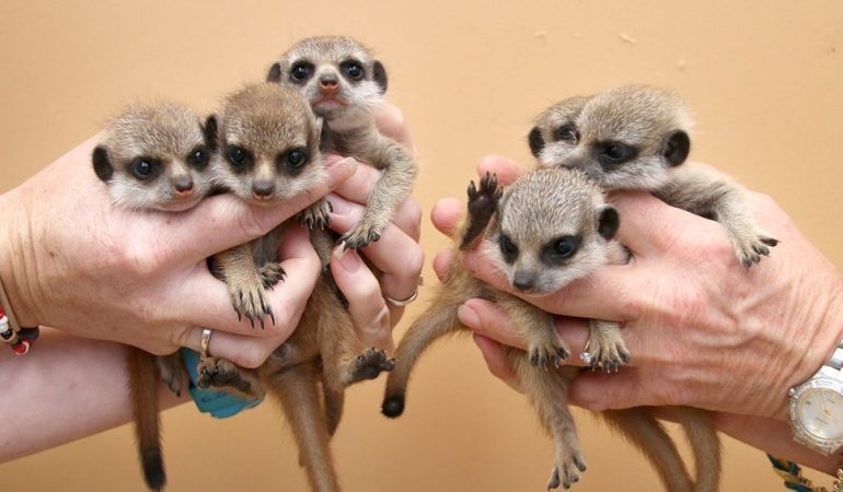 Sechs Babys auf einmal