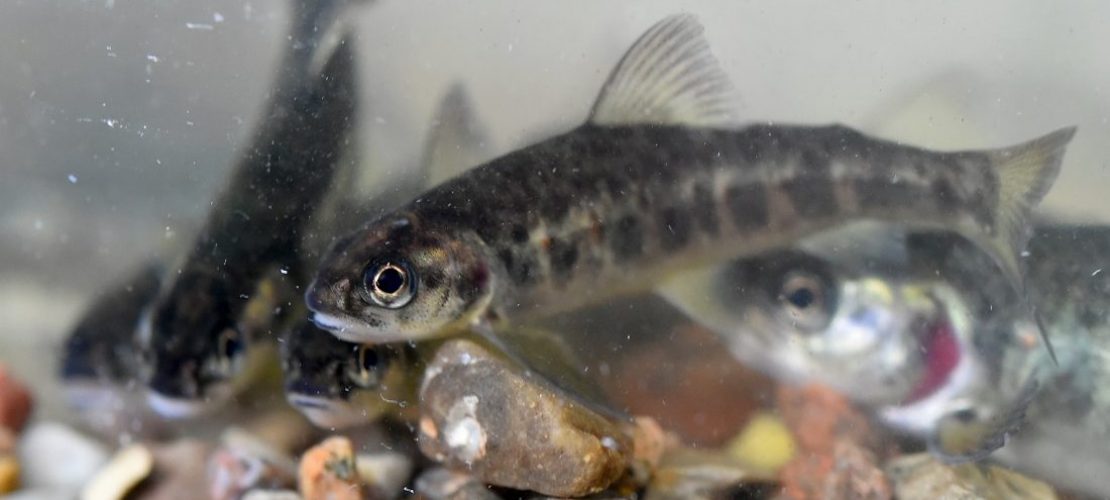 Wie viele Fische gibt es im Meer?