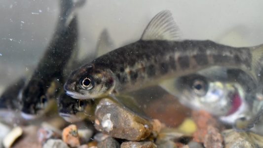 Wie viele Fische gibt es im Meer?