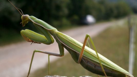 Frisst die Gottesanbeterin ihre Männchen?