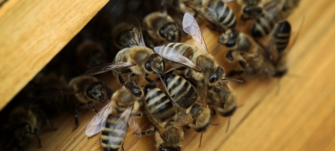 Zusammenrücken! In Finkens Garten ist am Wochenende viel los! (Foto: dpa)