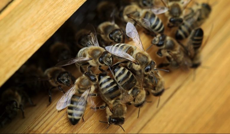 Zusammenrücken! In Finkens Garten ist am Wochenende viel los! (Foto: dpa)