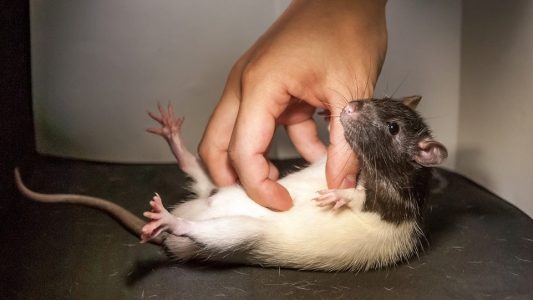 Sind Ratten kitzlig?