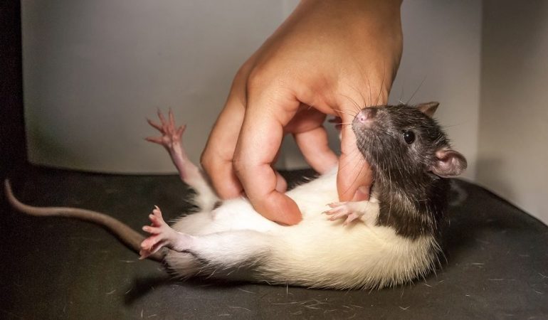 Sind Ratten kitzlig?