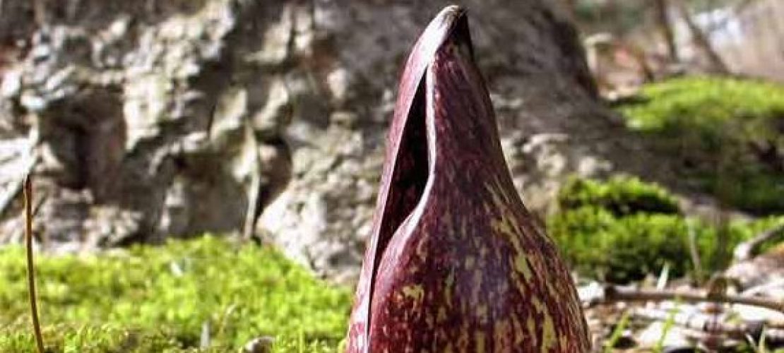 Werden Pflanzen warm?