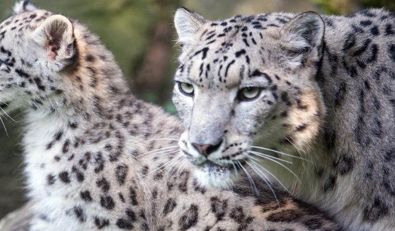 Kölner Zoo