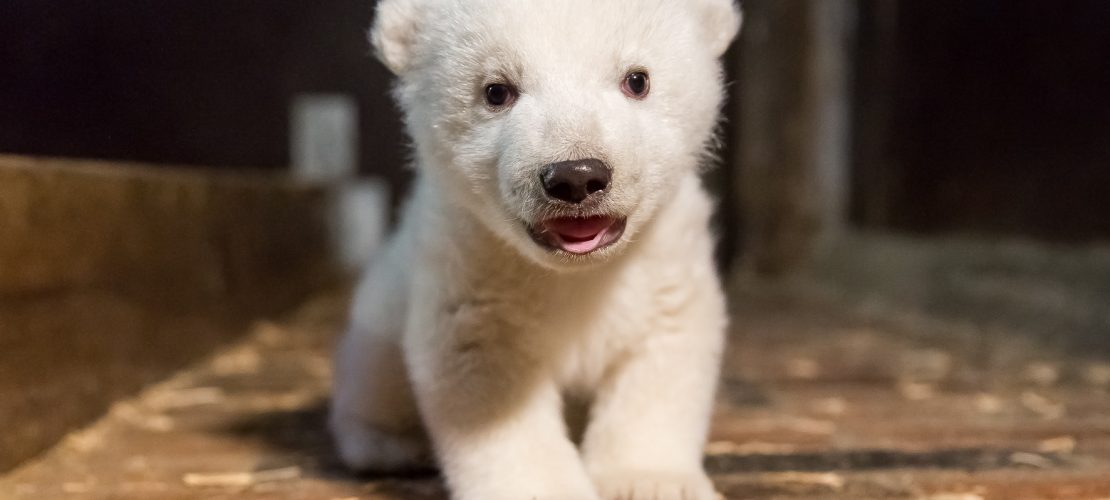 Eisbär-Baby ist ein Junge