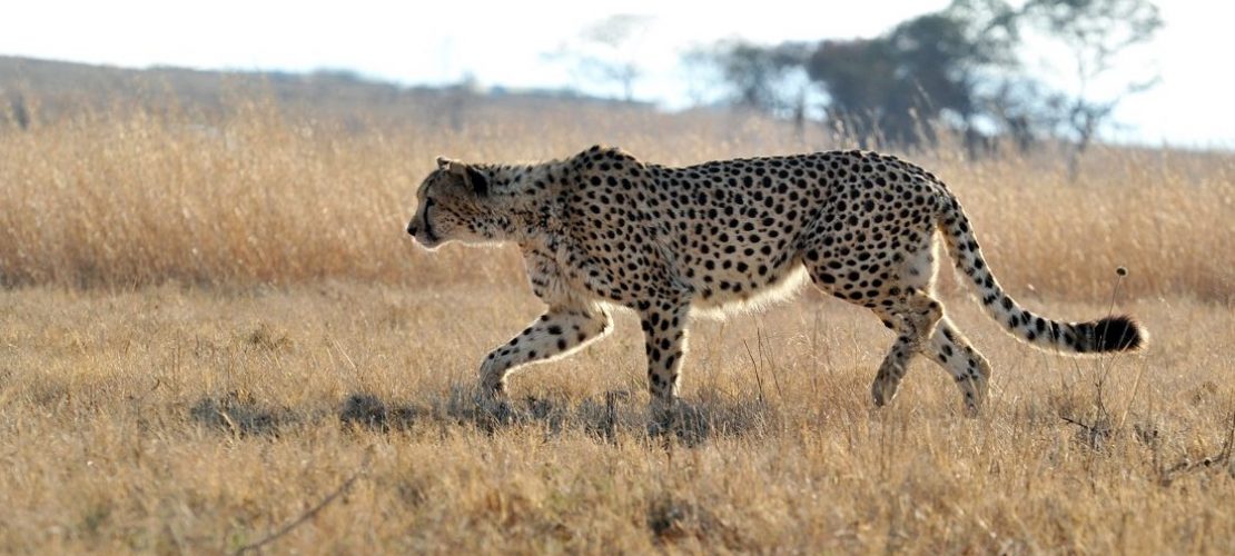 Den Geparden geht es schlecht