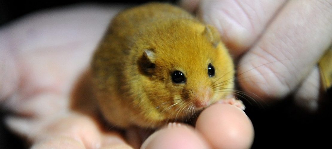 Wie lebt die Haselmaus?