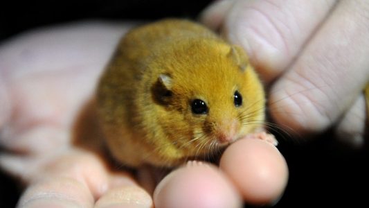 Wie lebt die Haselmaus?