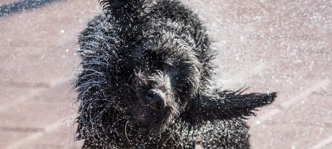 Warum schütteln Hunde sich?