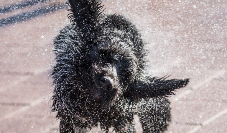 Warum schütteln Hunde sich?