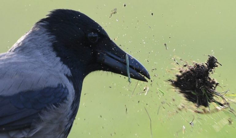 Der Schnabel verrät das Essen