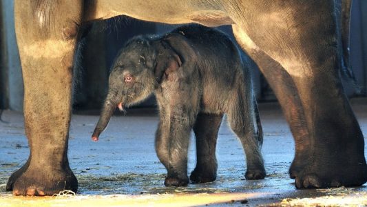 Die Babys im Elefantenpark kann Helena stundenlang beobachten. (Foto: dpa)