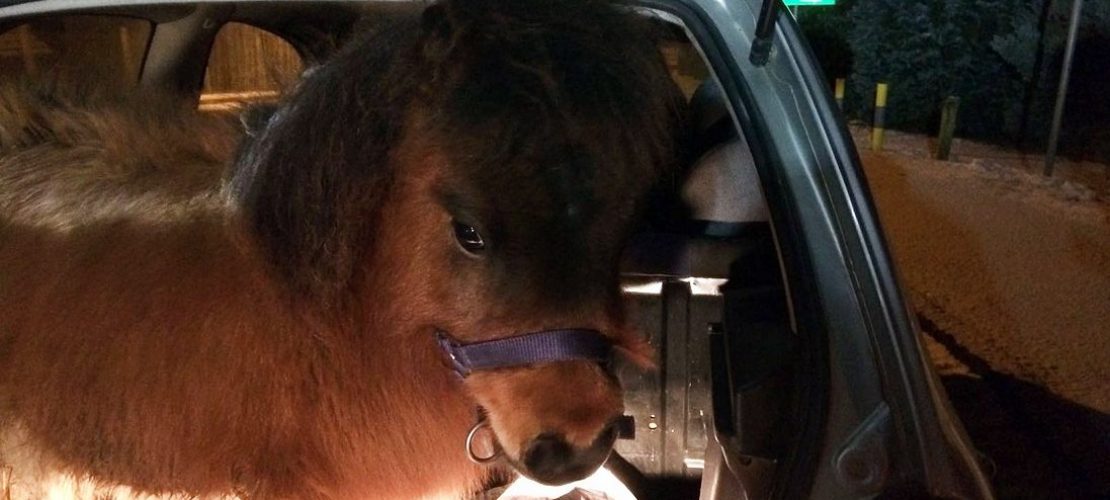 Pony im Kofferraum