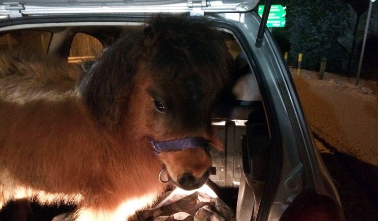 Pony im Kofferraum