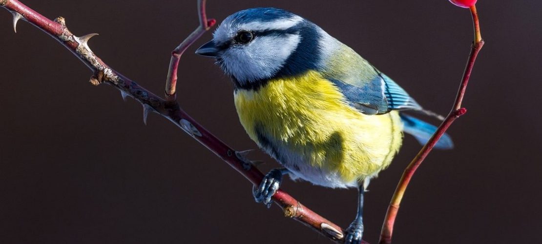 Vögel zählen wie ein Forscher