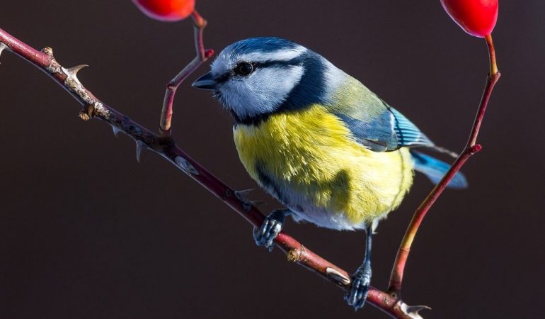 Vögel zählen wie ein Forscher
