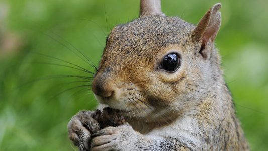 Sind Grauhörnchen gefährlich?