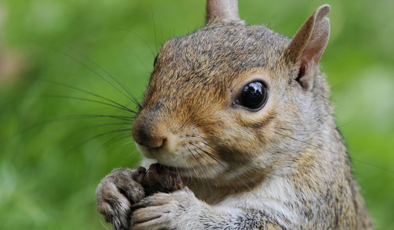 Sind Grauhörnchen gefährlich?