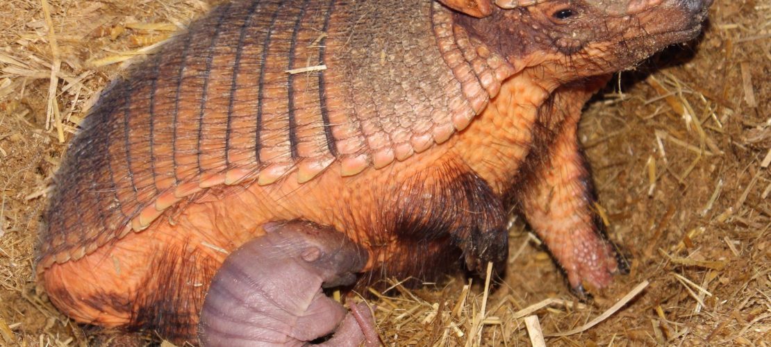 Kleines, rosa Gürteltier