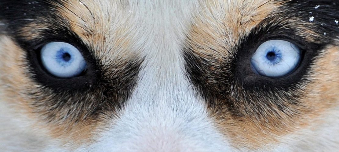 Warum darfst du Hunden nicht in die Augen sehen?