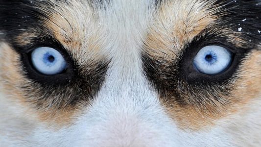 Warum darfst du Hunden nicht in die Augen sehen?