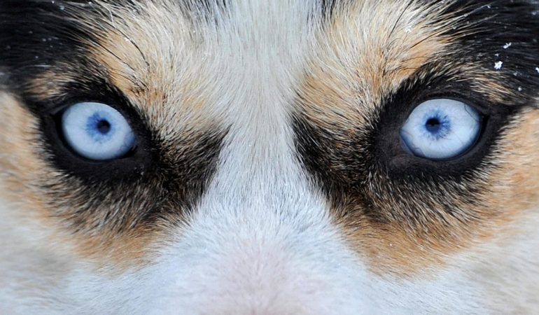 Warum darfst du Hunden nicht in die Augen sehen?