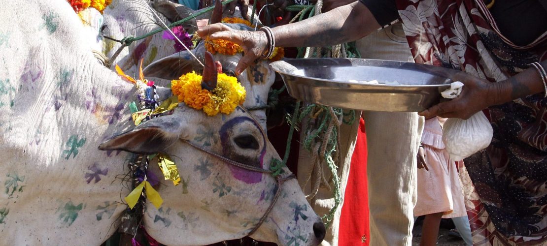 Heilige Kühe in Indien