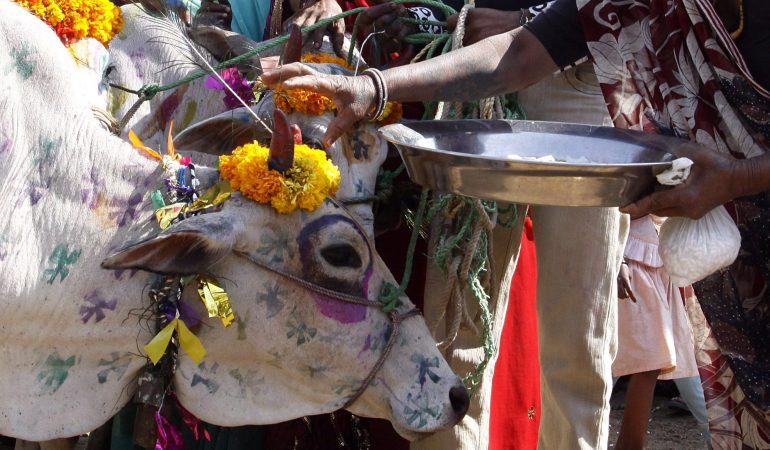 Heilige Kühe in Indien