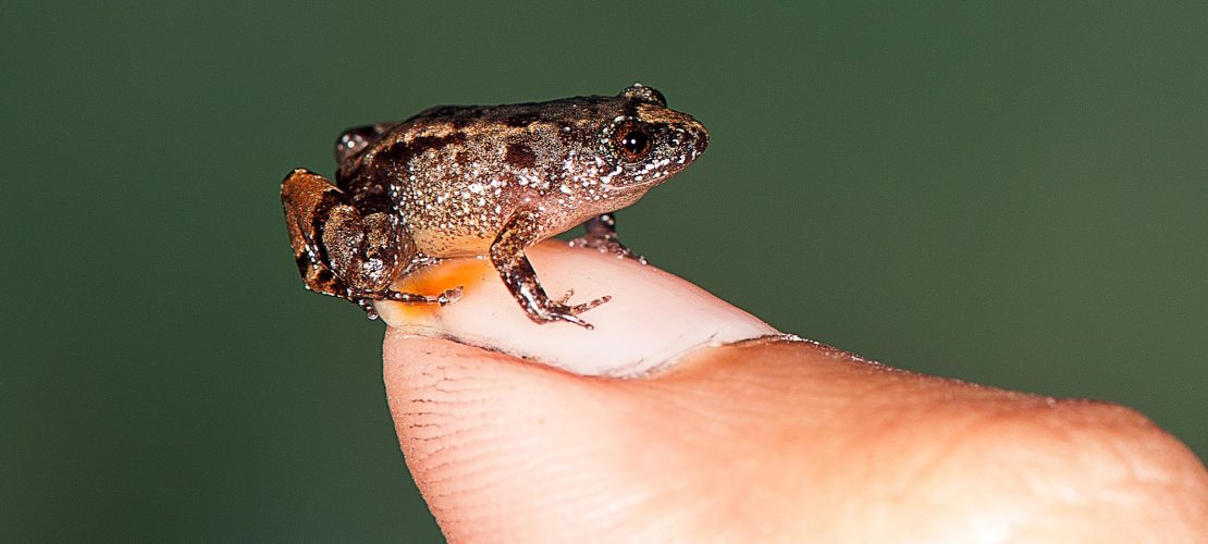 Mini-Frösche entdeckt