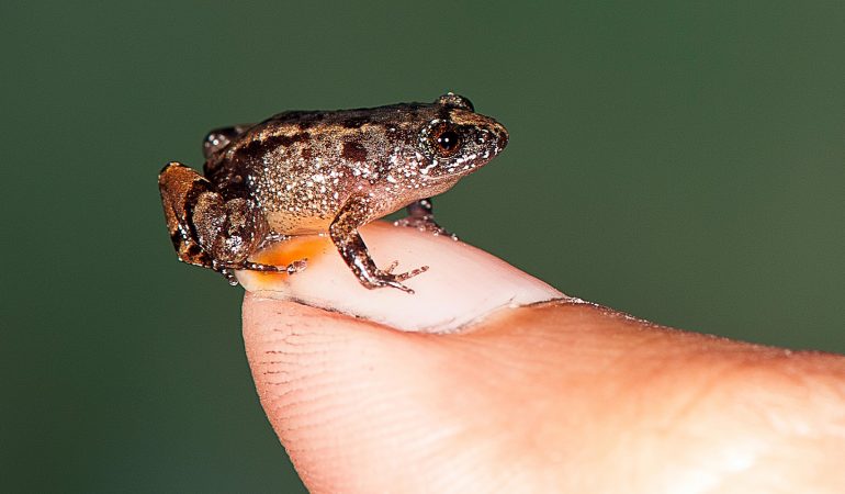 Mini-Frösche entdeckt