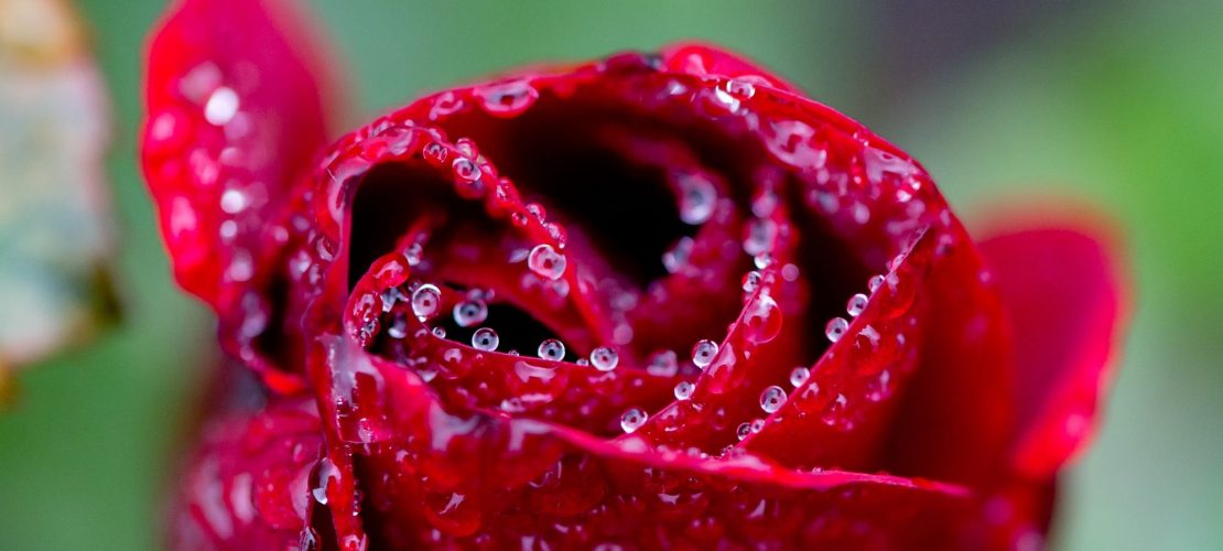 Die Königin der Blumen