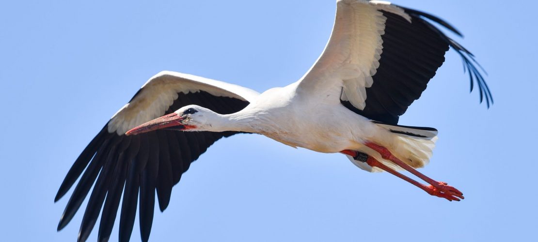 Klick-Tipp: Folge den Störchen!