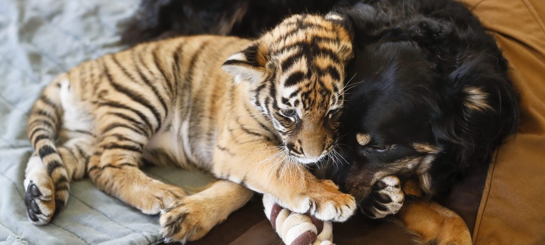 Bellender Vater für Tigerbabys