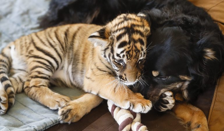 Bellender Vater für Tigerbabys