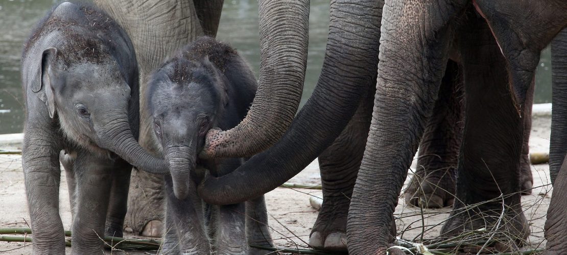 Duda jetzt mit Zoo-Freikarte!