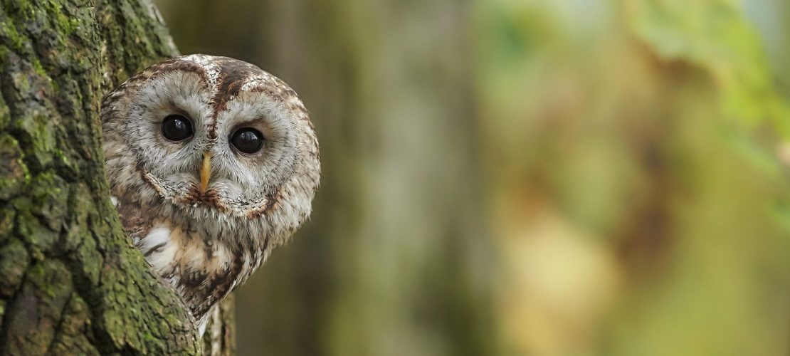 Raus hier: Große Vögel und andere Abenteuer