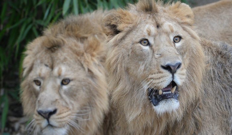 Zwei seltene Brüder