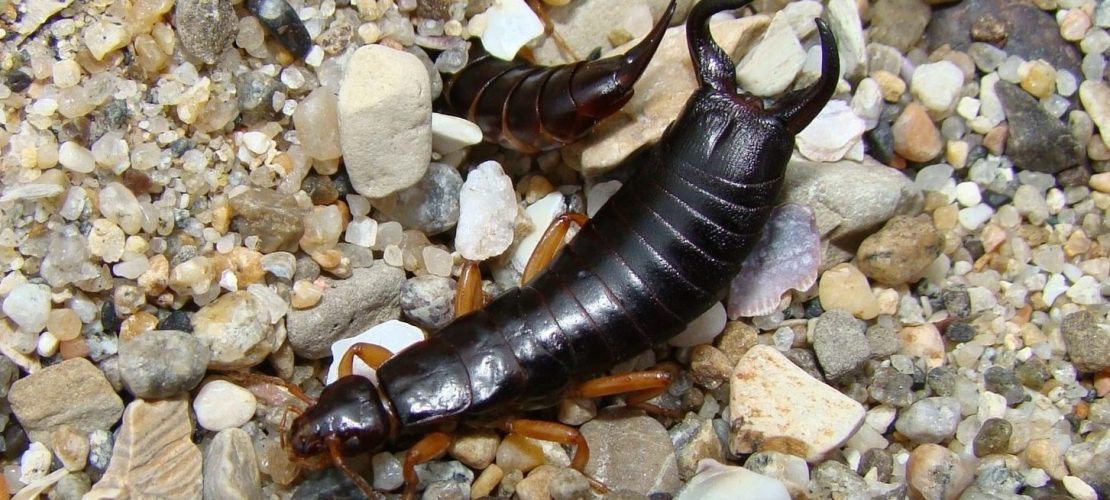 Teste dein Wissen über Insekten!