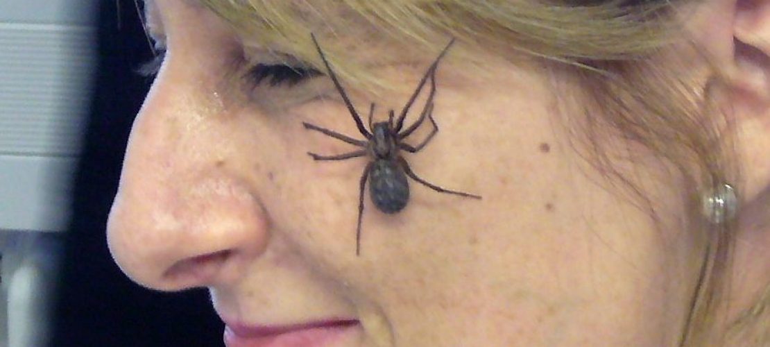Hilfe gegen Spinnenangst